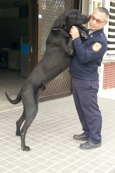 王小胖站起來比主人、永豐派出所副所長王國還高。　王國/提供