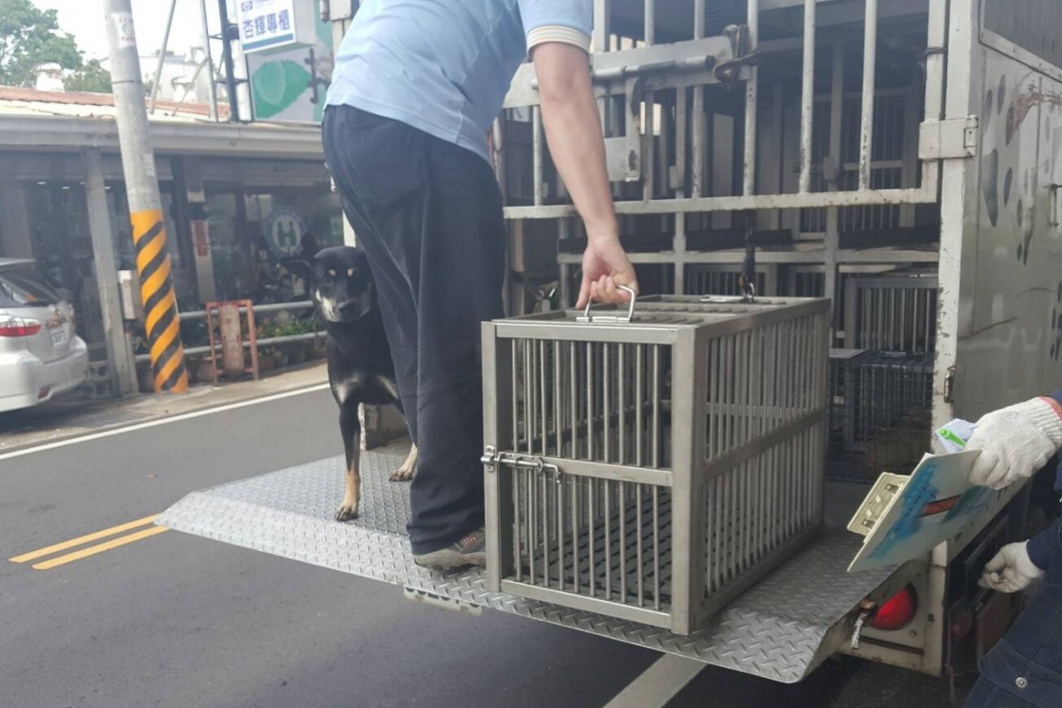 台中市動物保護防疫處人員來帶走土豆時，牠竟發出哀鳴，所長心軟留下牠。    張勝記/提供
