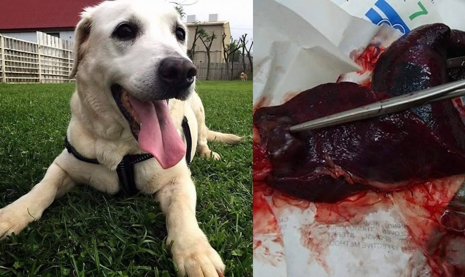 多多脾臟已摘除，腫瘤化驗後，確定為惡性腫瘤，目前吃鮮食調養中。　張光瑋/提供