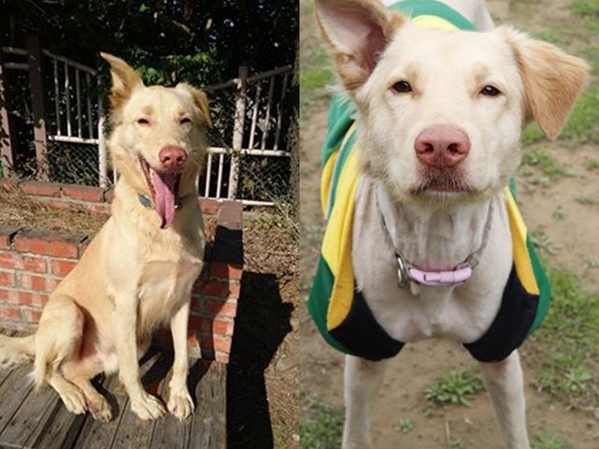 萌萌雞蛋黃。　安東尼/提供