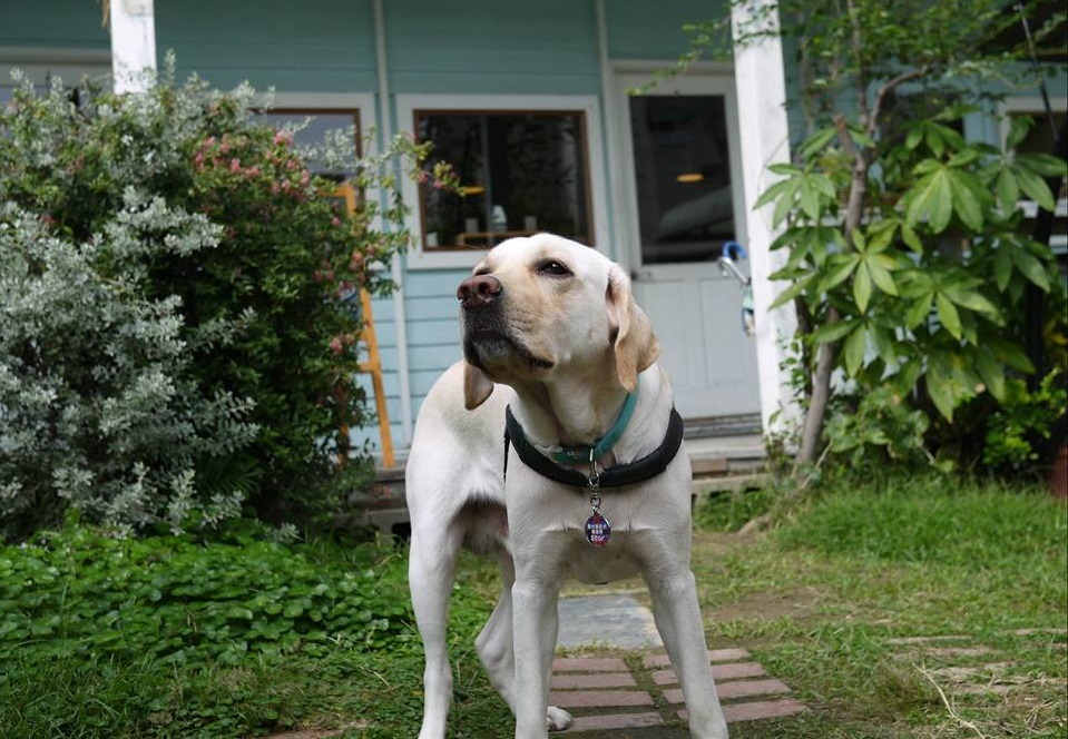 隸屬惠光導盲犬教育基金會的Star於2012底在日本出生,2014年底成為公種犬。是惠光導盲犬協會S胎和F胎共12隻幼犬的爸爸。個性憨厚溫柔。 取自Guide Dog - Star