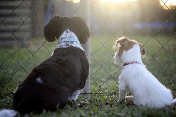 你有過寵物走失的經驗嗎？用什麼方式找回牠們呢？　Flickr_Smee72