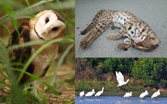 草鴞(左)、石虎(右上)、黑面琵鷺(右下)，可能即將要在台灣消失。　曾翌碩、貓徑地圖王小明、中華鳥會(台南鳥會郭東輝/攝)/提供