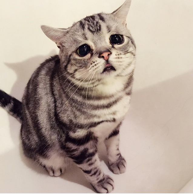 住在北京的Luhu擁有水汪汪大眼睛。 取自lanlan731