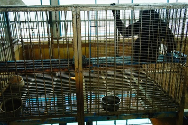 未來展演動物業者沒有申請執照，最高可處15萬元罰鍰。　TSPCA、動平會/提供