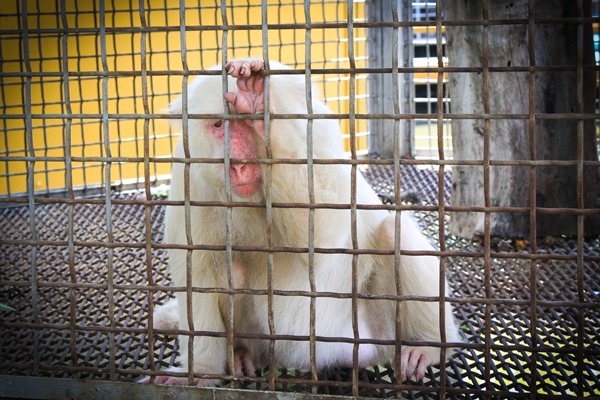 現存的動物園、水族館、提供動物互動體驗的休閒農場業者，依法必須在明年1月23日前申請展演動物業執照，相關法規的制訂得加快腳步了。　TSPCA、動平會/提供