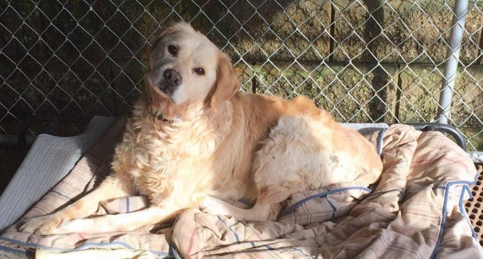 杜魯門暫住在Dianna家,正在等候有緣人領養。 取自AGAPE FOSTERS