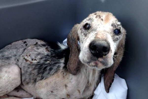 美國一隻流浪狗田螺被發現時全身是病,經動保團體救援治療,也在聖誕節前抵達新家。 取自「The Dodo」