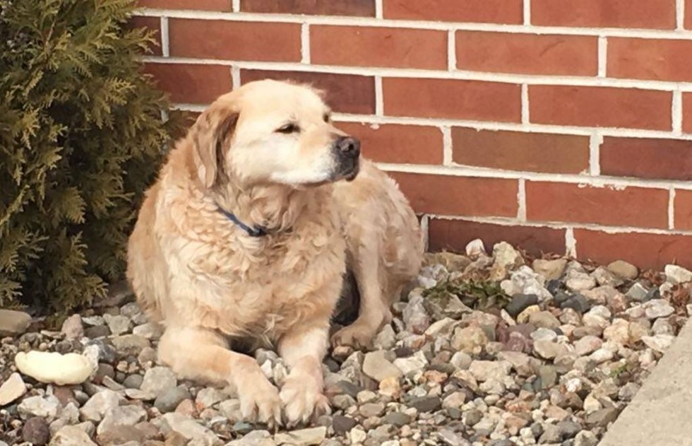 杜魯門被棄養後,害怕得緊緊靠在牆角發抖。 取自AGAPE FOSTERS