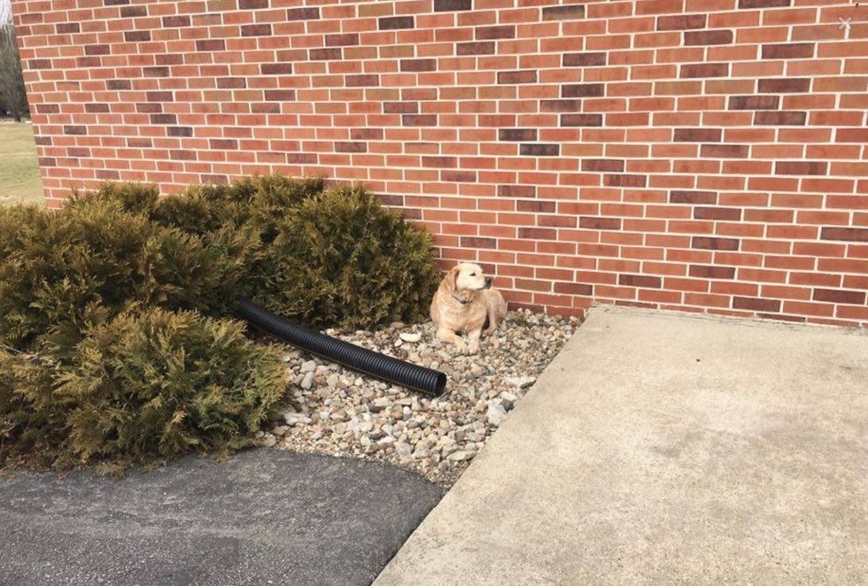 杜魯門原本害怕任何人的接近,後來終於敞開心防,願意被Dianna和Roy帶回家。 取自AGAPE FOSTERS