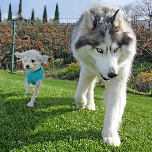 「嘿!快跟上!我們出任務啦!」 取自《The Dodo》