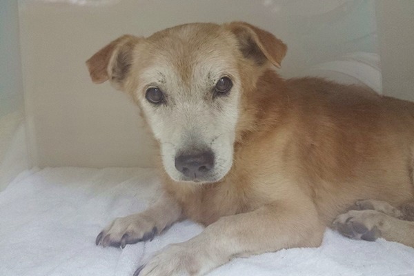 起步走現在已經轉院休養，但養了3貓3狗的張洵宜無法收養牠，你願意給起步走一個永遠的家嗎？　張洵宜/提供