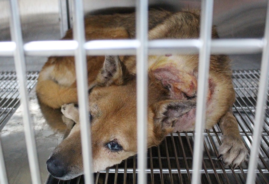 傷病動物必須以單獨籠舍安置，舊式的收容所因功能和現在不同，不可能規劃充分的傷病犬單獨籠。　示意圖。黃靖雅/攝