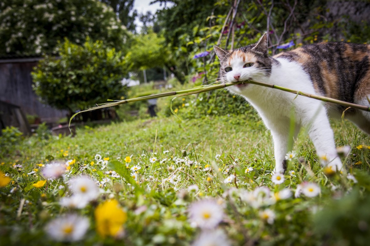 格格每天的例行活動就是玩枝枝。　Mojito/提供