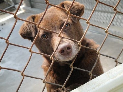 動保團體要求將「精確捕捉」及「TNR」納入動保法，以有效減少流浪動物的數量。取自網路