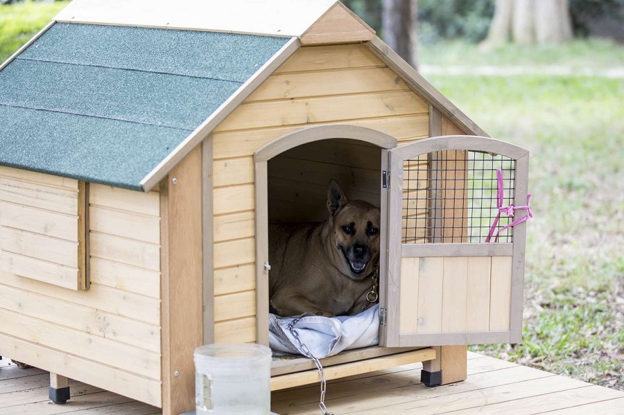 到新竹市政府辦事的民眾，有空可以繞去看看阿文哦。 新竹市政府／提供