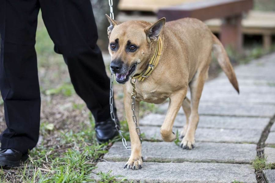 “市府犬”阿文個性非常溫和討喜，是新竹市政府的吉祥物。　新竹市政府/提供