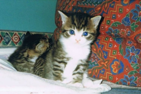 Toby小時候的樣子。　取自METRO