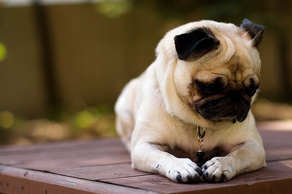 英國維珍航空拒絕搭載易有呼吸道問題的犬貓，巴哥就是其中之一。　Flickr_Angie McKaig