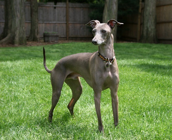 灰獵犬Greyhound的奔跑速度僅次於獵豹。取自網路