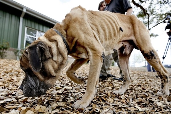 美國南卡羅來納州詹姆斯島上,一隻藏獒被餓到只剩皮包骨,營養嚴重不良,飼主被動保團體告上法院。 取自Charleston Animal Society