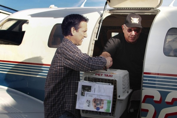 美國各州收容所的流浪犬隻分布不均,飛行員便出動幫忙跨州調度。 取自英國《每日郵報》