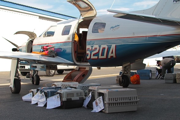 美國的志工飛行員團體,一年幫助上萬隻狗狗逃離安樂死。 取自英國《每日郵報》