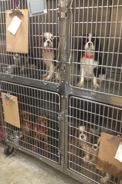 拍賣會場上的狗狗們。　取自Mashable