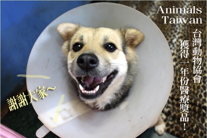 AT協會救援中心裡的探戈,因為癱瘓長褥瘡,所以也需要使用Vetericyn的皮膚噴劑。 何宜/攝