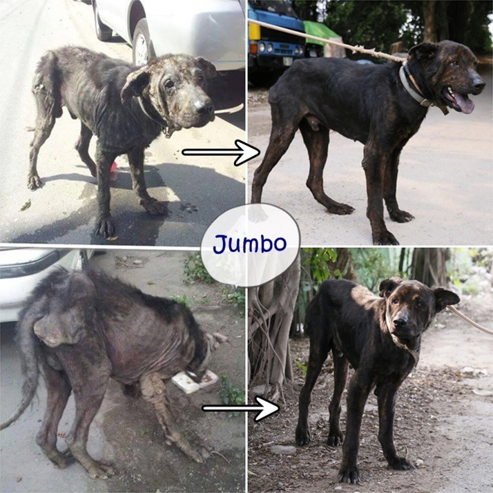 協會一月份救援的Jumbo有嚴重皮膚病,以往都需要透過洗藥浴的方式慢慢改善,但使用Vetericyn皮膚噴劑一個月後,就成了右邊的模樣! AT協會提供