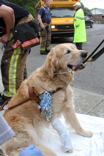 導盲犬Figo為了保護主人，挺身擋在人車之間，自己也受傷了。　取自The Journal News