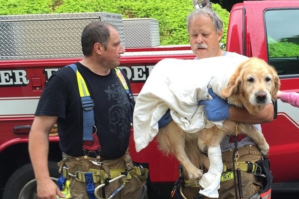 受了傷的Figo乖乖接受包紮，但牠心裡想的仍是主人。　取自The Journal News