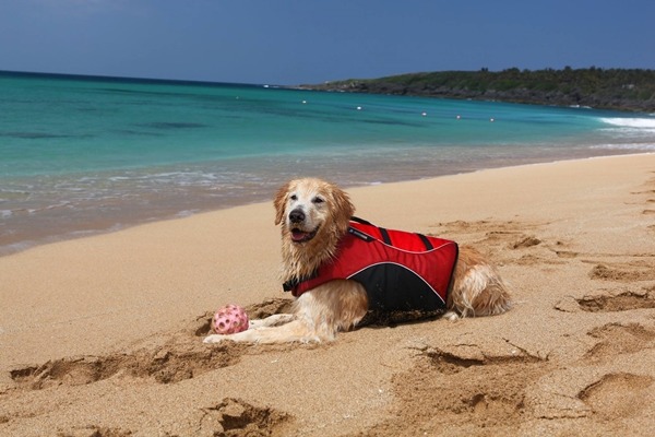 若想到人氣高的白沙灣，洛基小聿媽建議最好早上7點就到。　洛基小聿媽/提供