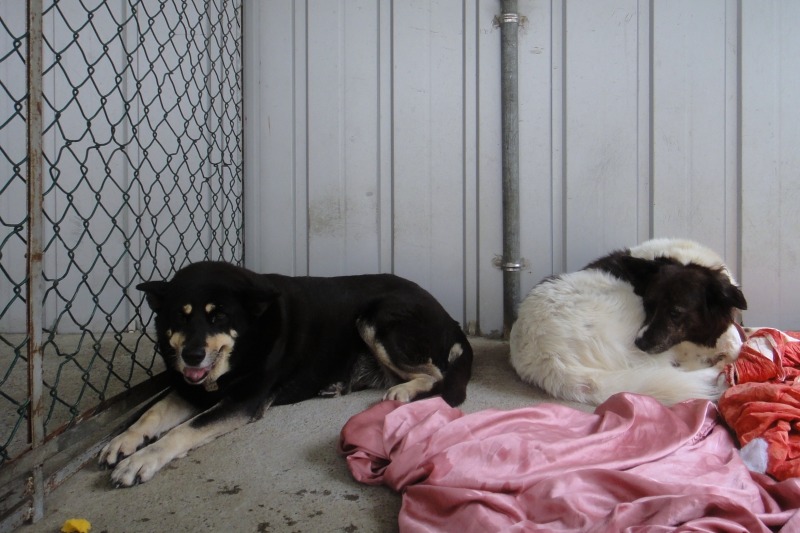 個性穩定的老校犬便當（左）、斑斑（右）可以在校園自由走動。  江幸芸/攝