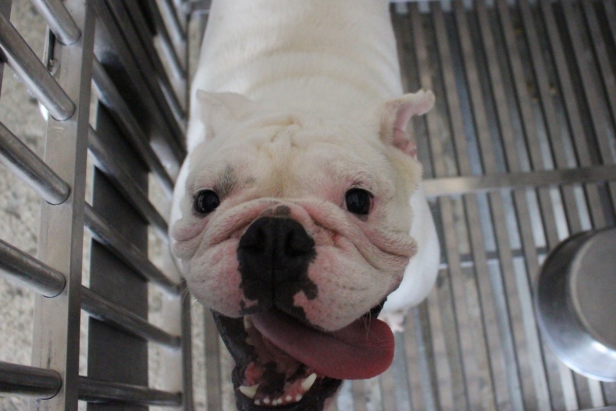 這隻為「毛寶貝走秀趴」打頭陣的可愛鬥牛犬，是新北動保處救援的受虐犬。　李娉婷／攝