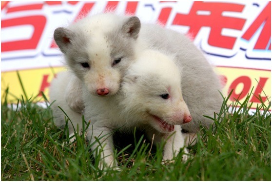 哈爾濱極地館的兩隻北極狐小寶寶。 中新社