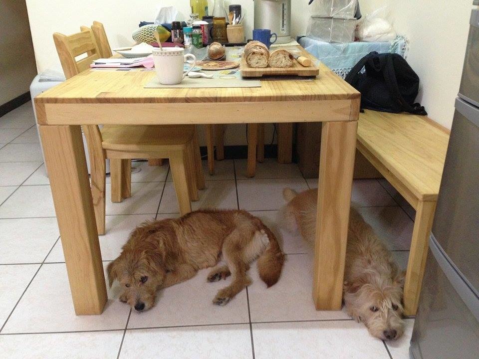 不特別說的話，任誰都會覺得布布跟阿河原本就是一家人。　林煒盛/提供