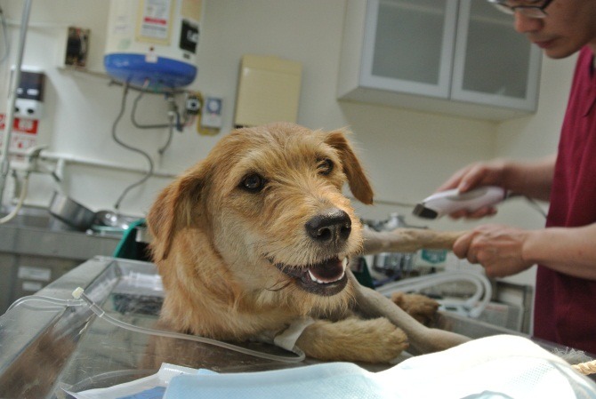 布布車禍後接受長達兩個月的治療,謝謝獸醫叔叔的照顧! 新北市動保處/提供