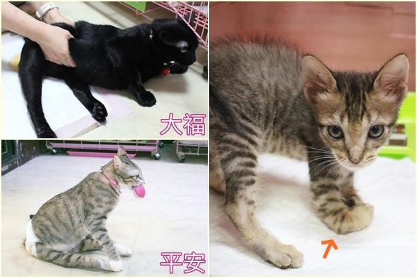 後腳癱瘓的大福和平安,都由李文蓉帶著上下班、貼身照顧,而右邊的小貓,前腳天生少了一截骨頭,總是彎著腳走路,沒辦法抓貓砂。 江幸芸/攝