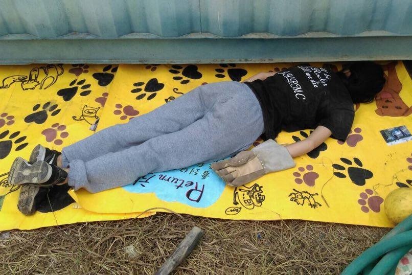 用海報鋪著，社員趴在地上，捕捉躲在貨櫃底下的幼犬。  中興大學關懷生命社/提供