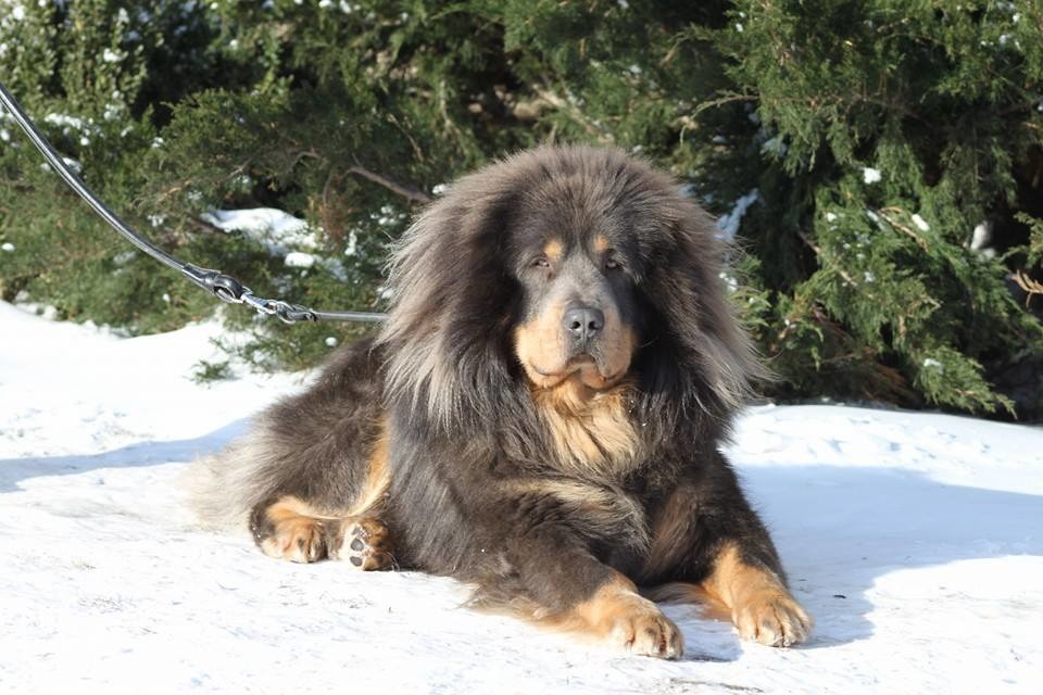 獒犬外型威猛，分為獅型和虎型，被視為高貴的犬種。　取自網路