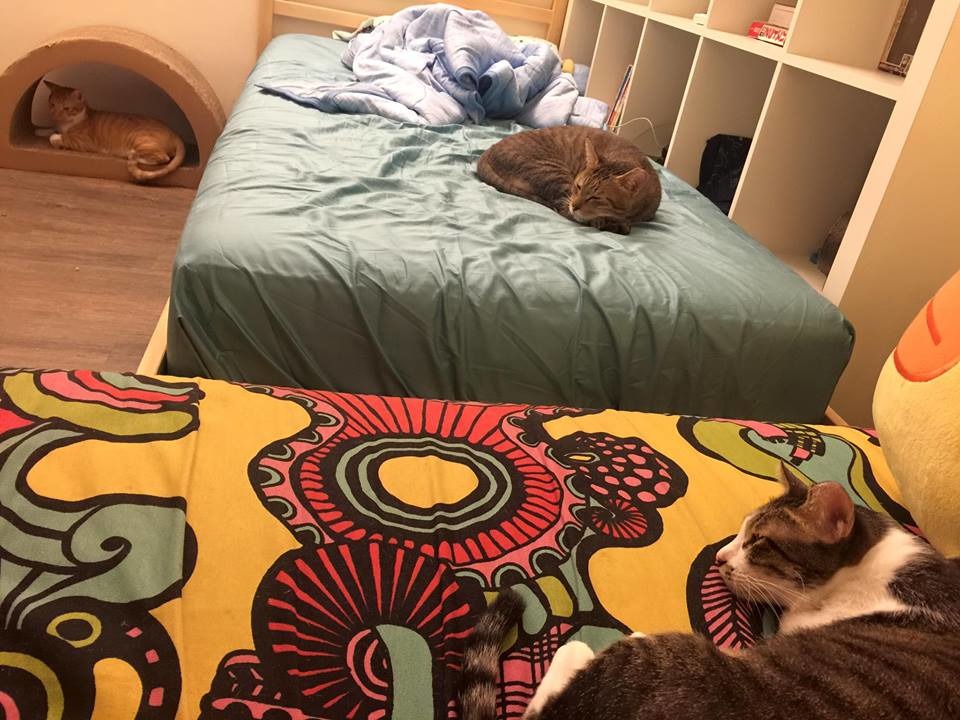 3隻貓各據山頭，地盤劃分得很明確。　辛卡米克/提供