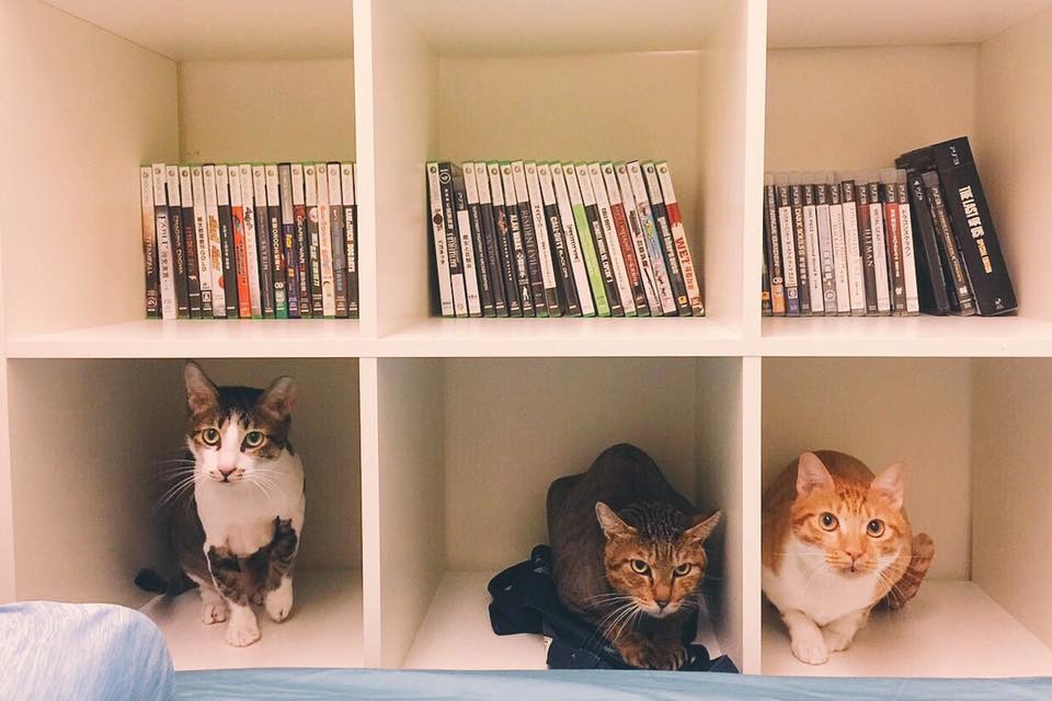 從左到右分別為阿馬、阿草、阿尼。　辛卡米克/提供