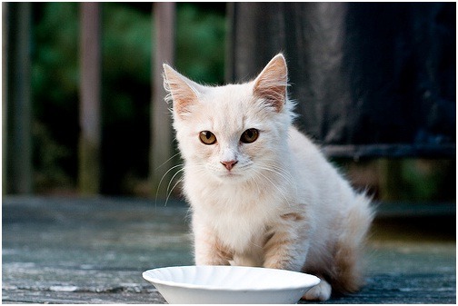 你家的貓咪也挑食嗎？　取自網路
