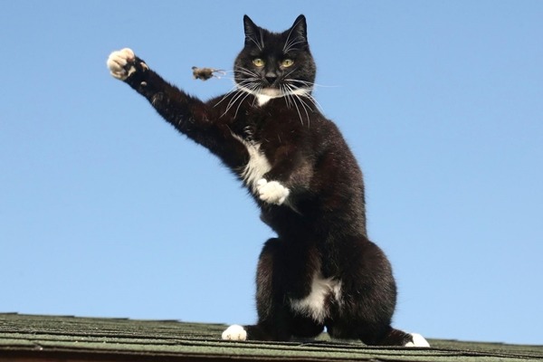 名叫「老鼠」的貓咪真的很會抓老鼠。 取自英國《鏡報》