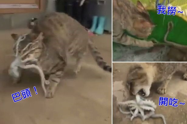 虎斑貓咪想吃章魚,竟被吸盤回擊! 取自英國《鏡報》