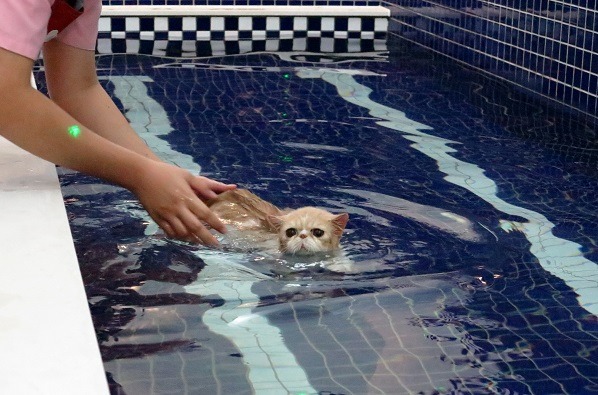 大部分的貓咪都討厭弄濕身體。　示意圖，蕭士塔/攝