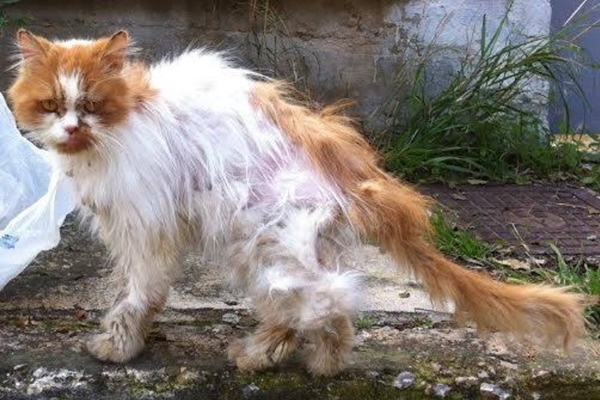 希臘經濟陷入困難，連帶引發寵物棄養潮。　取自英國《都市報》