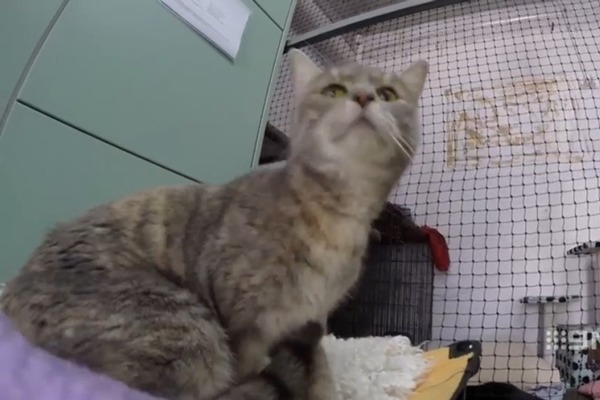 皮帕現在安置於寄養家庭中,最後會回到家人身邊,還是擁有新家庭,仍是未知。 取自9 News