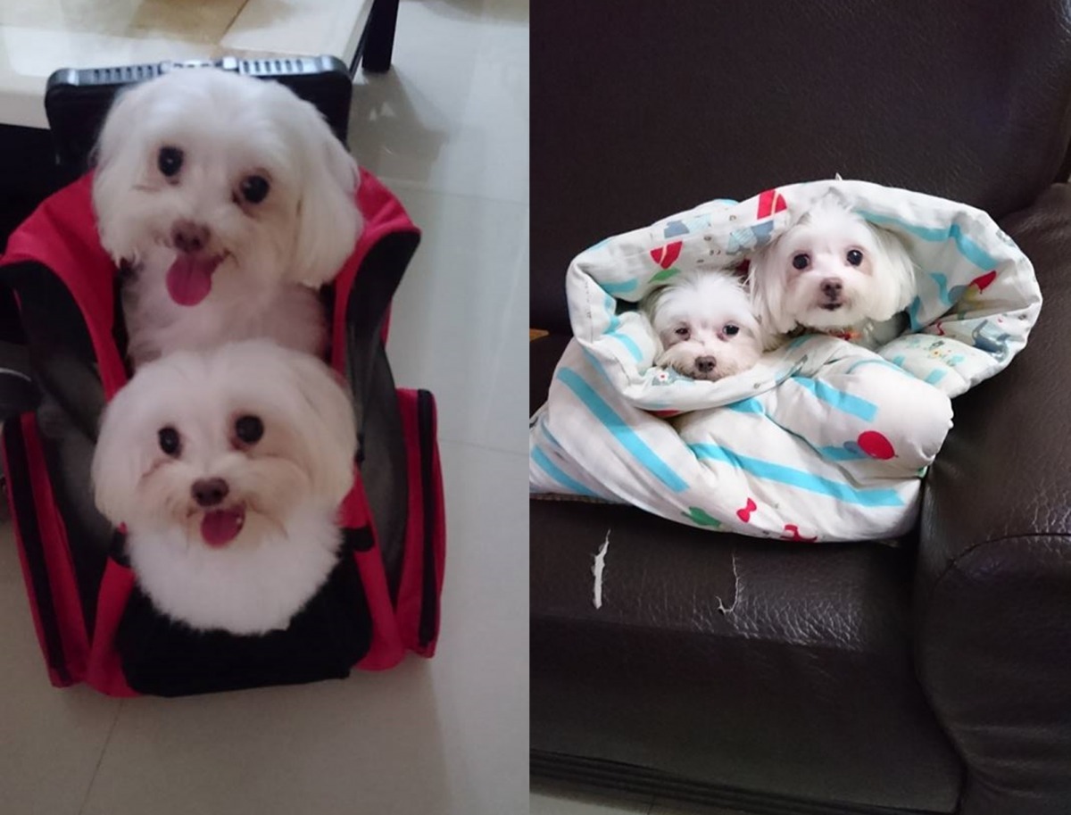 Miffy和小雪,是吳小姐開始自製鮮食的動機,她也以Miffy為品牌命名。 吳小姐/提供